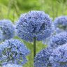 Allium Azureum Miniature Ornamental Onion Bulb