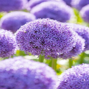 Allium giganteum Globemaster Ornamental Onion Bulb