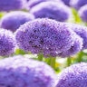 Allium giganteum Globemaster Ornamental Onion Bulb