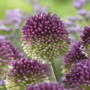 Allium sphaerocephalon Drumstick Ornamental Onion Bulb