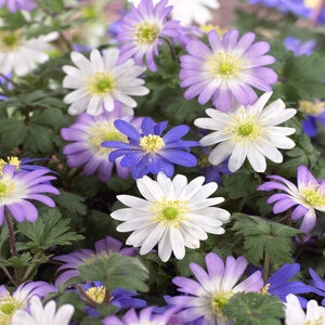 Anemone Grecian Blanda Mixture Windflower Bulb