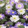 Anemone Grecian Blanda Mixture Windflower Bulb