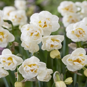 Narcissus Bridal Crown Bunch Flowering Daffodil Bulb