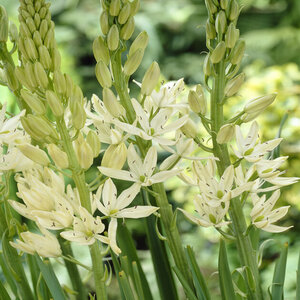 Camassia leichtlinii Alba Camas Bulb