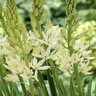 Camassia leichtlinii Alba Camas Bulb