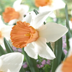 Narcissus pseudonarcissus Chromacolor Large Cup Daffodil Bulb