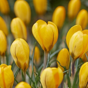 Crocus flavus Golden Yellow Large Flowering Crocus Bulb