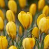 Crocus flavus Golden Yellow Large Flowering Crocus Bulb