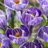 Crocus vernus Pickwick Spring Crocus Bulb