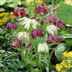 Fritillaria Meleagris Mixture Checkered Lily Bulb