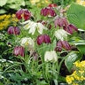 Fritillaria Meleagris Mixture Checkered Lily Bulb