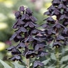 Fritillaria Persica Persian lily Bulb