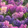 Hyacinthus orientalis Cotton Candy Mixture Hyacinth Bulb