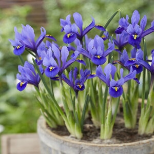 Iris reticulata Harmony Dwarf Iris Bulb
