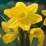 Narcissus Carlton Large Cup Daffodil Bulb