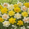 Narcissus Double Mixture Double Daffodil Bulb