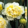 Narcissus jonquilla Ice King Double Daffodil Bulb