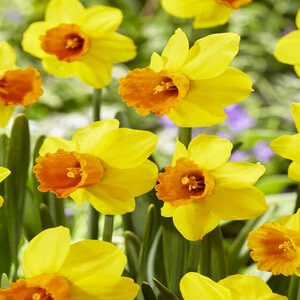 Narcissus jonquilla Jetfire Miniature Rockgarden Daffodil Bulb