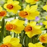 Narcissus jonquilla Jetfire Miniature Rockgarden Daffodil Bulb
