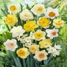 Narcissus pseudonarcissus Large Flowering Mixture Large Cup Daffodil Bulb