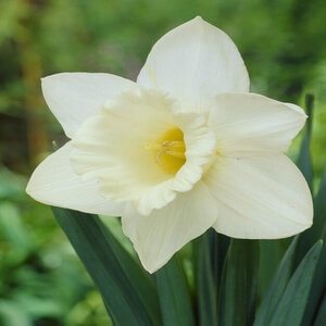 Narcissus pseudonarcissus Mount Hood Trumpet Daffodil Bulb