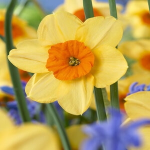 Narcissus Kedron Bunch Flowering Daffodil Bulb