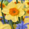 Narcissus Kedron Bunch Flowering Daffodil Bulb