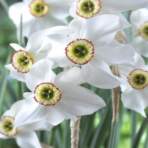 Narcissus poeticus var. recurvus Pheasant's Eye Daffodil Bulb