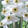 Narcissus poeticus var. recurvus Pheasant's Eye Daffodil Bulb