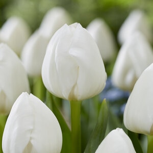 Tulipa gesneriana Royal Virgin Triumph Tulip Bulb