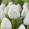 Tulipa gesneriana Royal Virgin Triumph Tulip Bulb