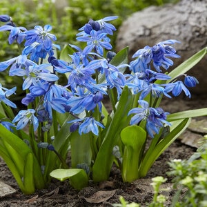 Scilla siberica Spring Beauty Siberian Squill Bulb