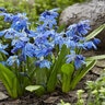 Scilla siberica Spring Beauty Siberian Squill Bulb