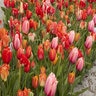 Tulipa gesneriana Orange All Season Tulip Bulb