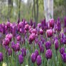 Tulipa gesneriana Purple All Season Tulip Bulb