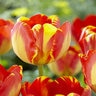 Tulipa gesneriana Banja Luka Darwin Hybrid Tulip Bulb