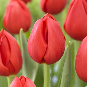 Tulipa sylvestris Kingsblood Single Late Tulip Bulb