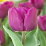 Tulipa gesneriana Purple Prince Single Early Tulip Bulb