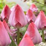 Tulipa gesneriana Van Eijk Darwin Hybrid Tulip Bulb