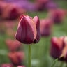 Tulipa gesneriana Slawa Triumph Tulip Bulb