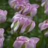 Tulipa Greenland Viridiflora Tulip Bulb
