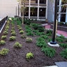 Hardwood Mulch Bulk (Sold per cu. yd.)