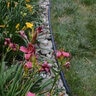Dimex EdgePro Professional Poly Landscape Edging (NO Stakes) Black 5-1/2 in. x 20 ft.