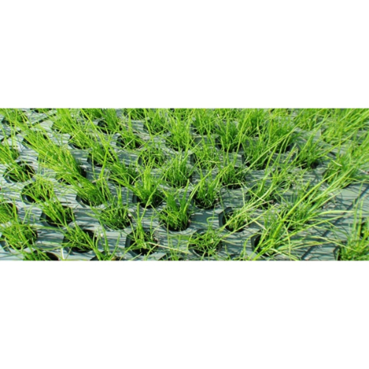 Western Green ShoreMax Transition Mat 3 ft. x 5 ft | SiteOne US