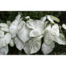 Caladium Bulb Fancy Leaf Florida Moonlight Angel Wings 400 Count Bag