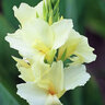 Canna Bulb Elite Moonshine Canna Lily 3/5 Eye 2 Count Bag