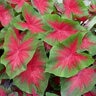 Caladium Bulb Fancy Leaf Freida Hemple Angel Wings 200 Count Bag