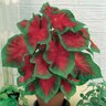 Caladium Bulb Fancy Leaf Freida Hemple Angel Wings Pallet Program 30 Count Bag