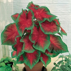 Caladium Bulb Fancy Leaf Freida Hemple Angel Wings