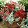 Caladium Bulb Fancy Leaf Pink and White Mixture Angel Wings